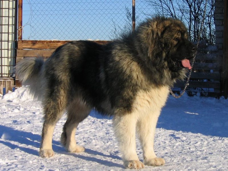 גזע כלבים שמות גזעי כלבי רועים