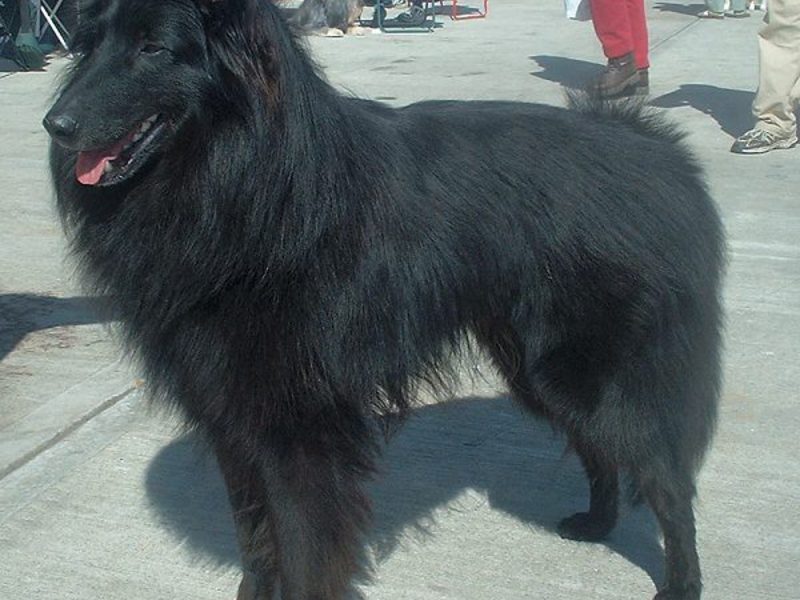 רועה בלגי גזע כלב רועים