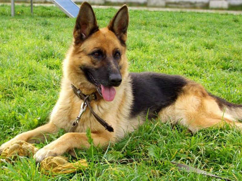 תיאור של כלב הרועה הגרמני איך לשמור על כלב רועים