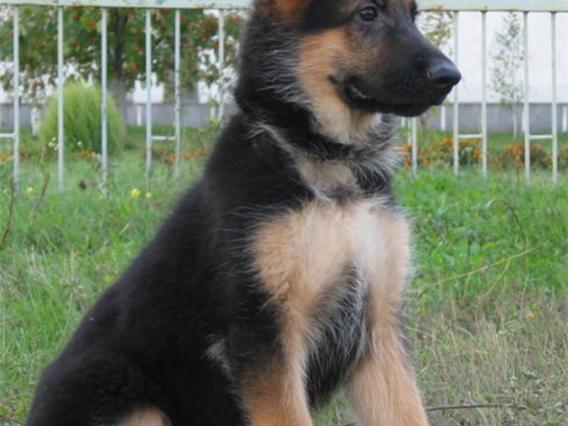 איך לשמור על כלב רועים רועים הולנדים