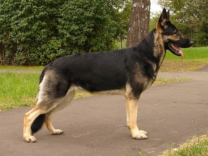 רועה גרמני בצבע שוקולד צבע רועה גרמני