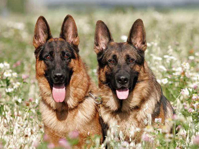 צבע רועים אופיו של כלב רועים