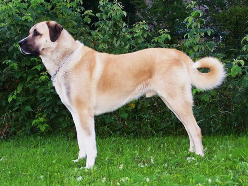 איך להאכיל כלב רועים במה הם מאכילים רועים?