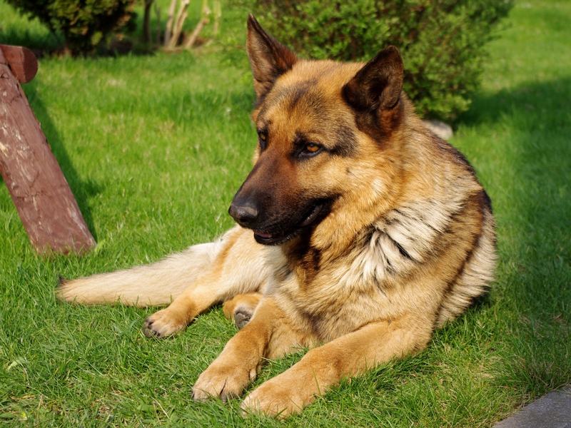 אופיו של כלב רועים מזגו של כלב רועים