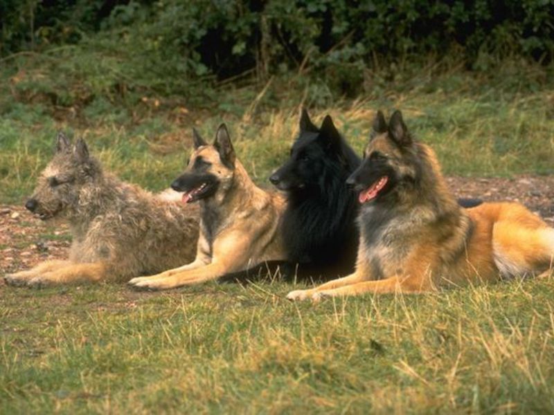 איך נראה רועה צאן? מראה של כלב רועים