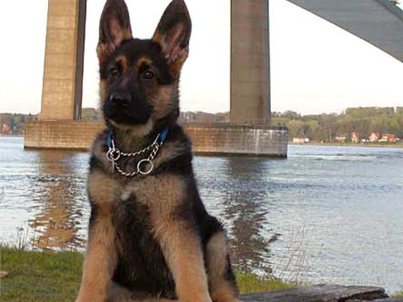 גזע כלב רועים רועה ותחזוקתו