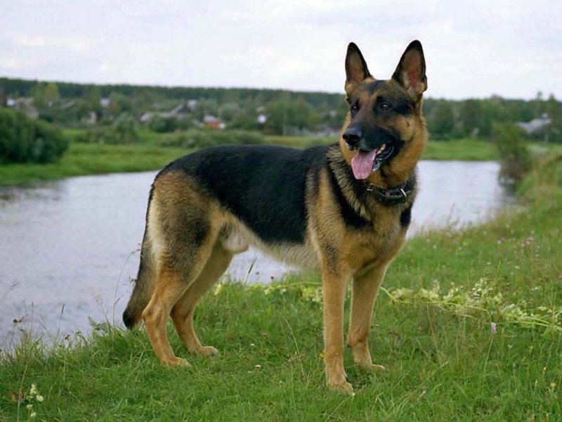 רועים גרמניים רועים גרמניים