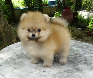 הכל על שפיץ מיניאטורי