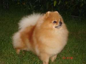 גזע פומרניאן שפיץ