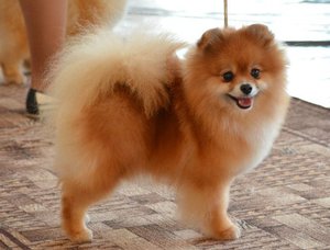 גורי פומרניאן סופר מיני