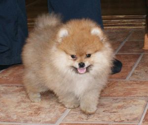 תיאור פומרניאן