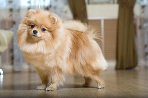 כמה זמן חי כלב שפיץ?