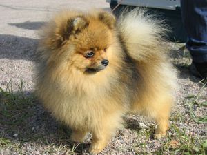 מה כל כך מושך בכלב שפיץ?