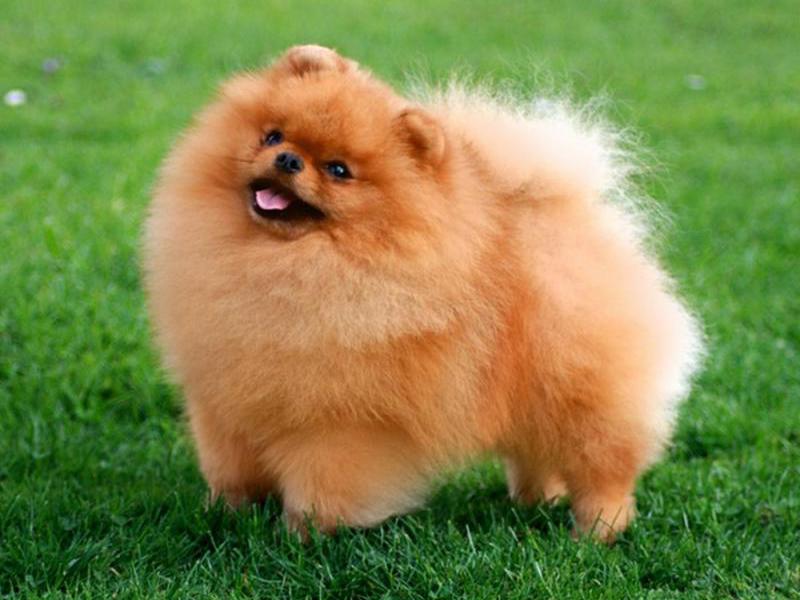 איך לטייל עם כלב שפיץ