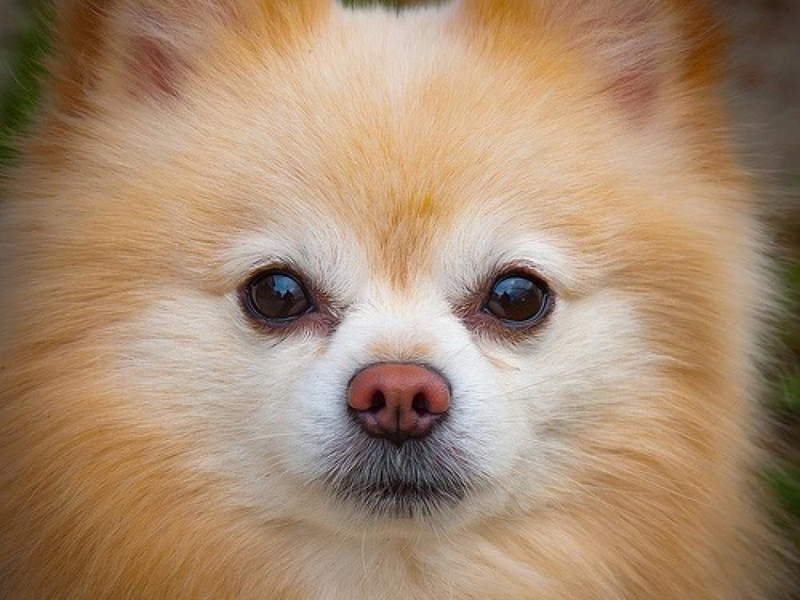 מאפייני גזע שפיץ