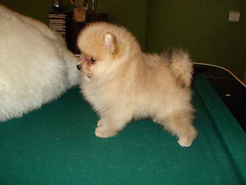 מראהו של שפיץ מיניאטורי