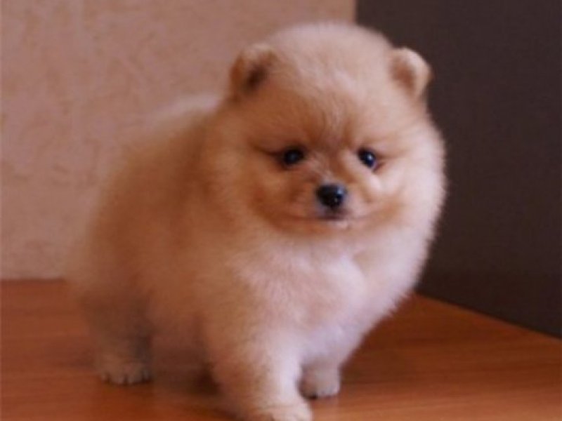 מה אתם מאכילים כלב שפיץ?