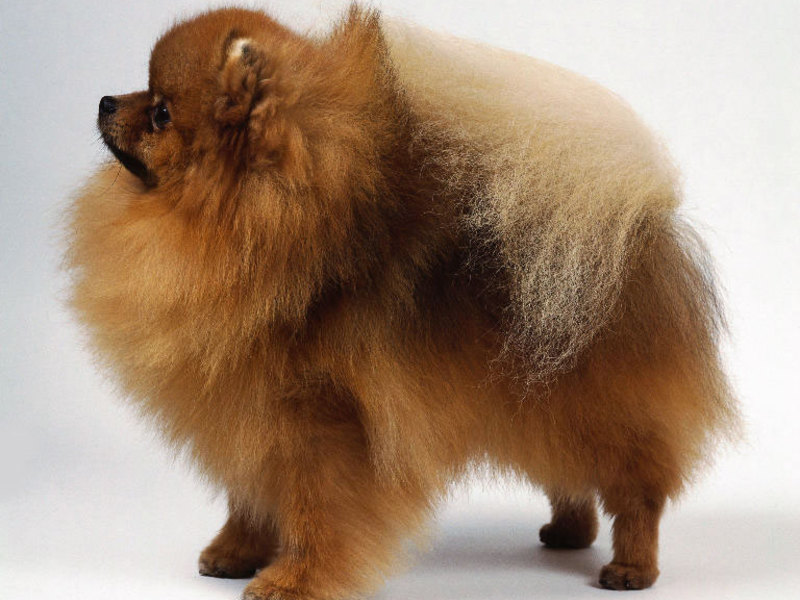 איך לטפל בספיץ מיניאטורי