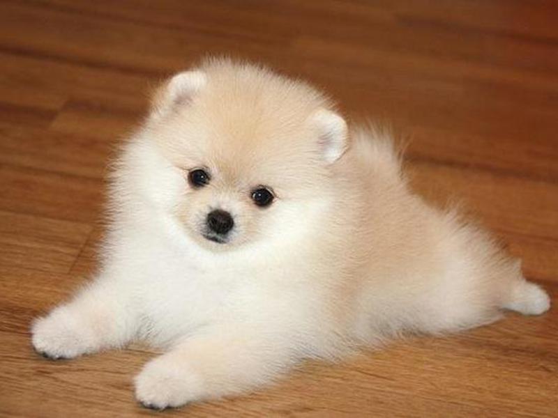 גזע פומרניאן שפיץ