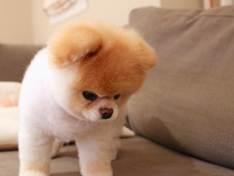 תיאורים של גזעי נוי