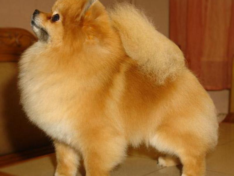 תיאור פומרניאן