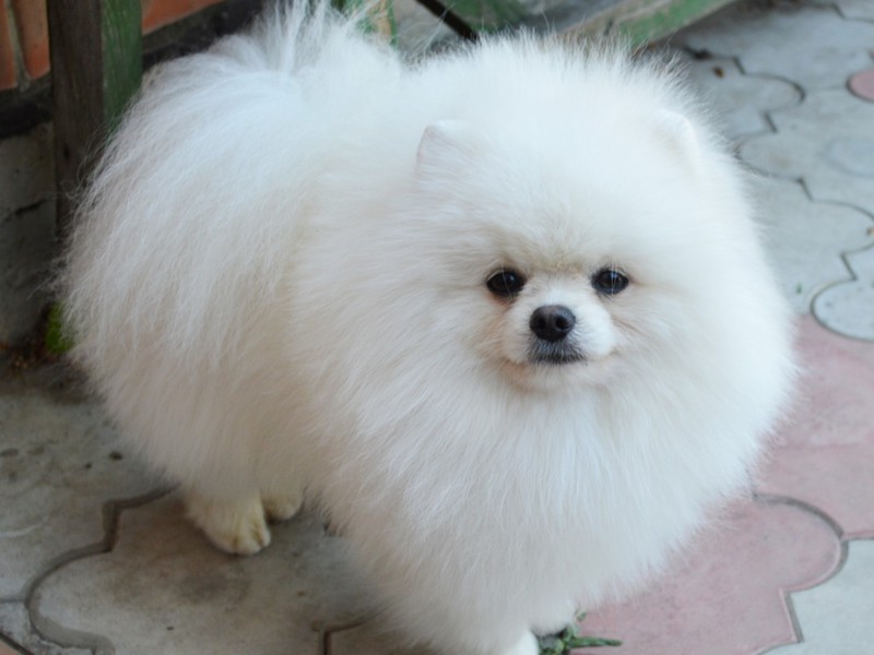 גזע פומרניאן שפיץ