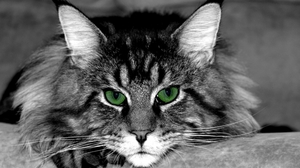 תיאור גזע חתולי מיין קון: תמונות, מאפיינים, מחיר וטיפול