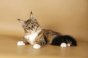 מיני חתולי מיין קון