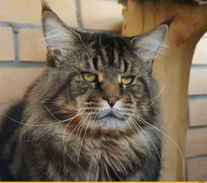 חתולי מיין קון והמראה שלהם