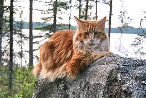 מה גודלם של חתולי מיין קון?