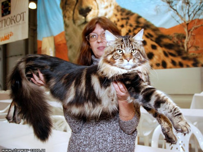 מה אוכלים חתולי מיין קון?