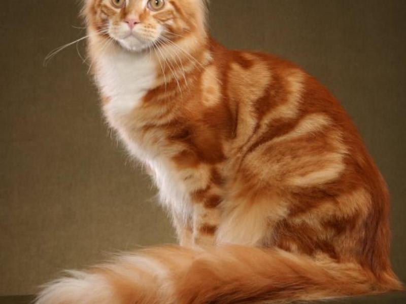 גידול חתולי סמייקון