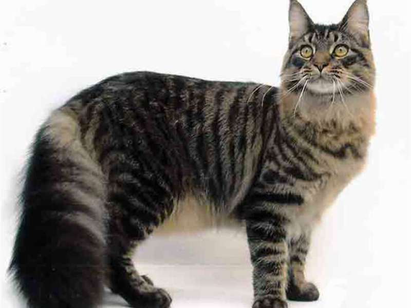 חתולי מיין קון והמראה שלהם