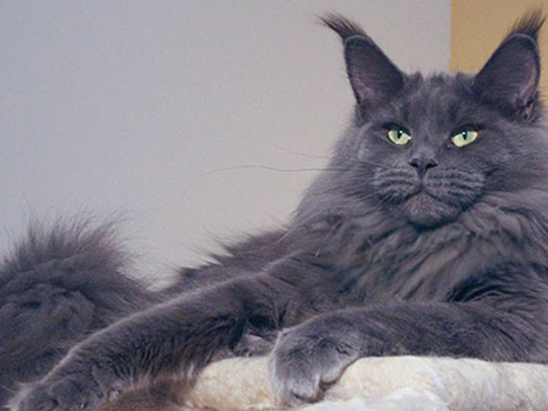 טמפרמנט של חתול מיין קון