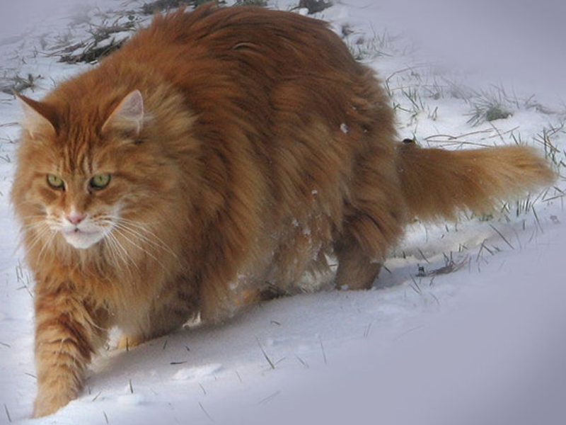 דמות קושיק מייקון