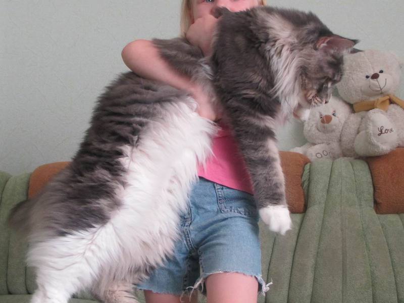 חתול מיין קון ענק