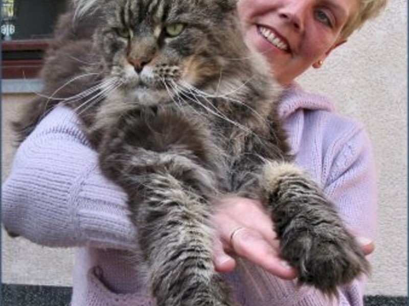 מה אוכל חתול מיין קון?