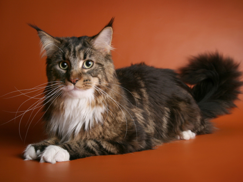 גזעי חתולים - מיין קון