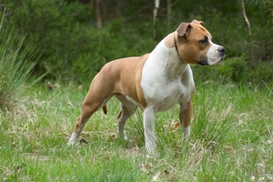 אמריקאי סטאפורדשייר טרייר מאפיינים ומראה של הטרייר