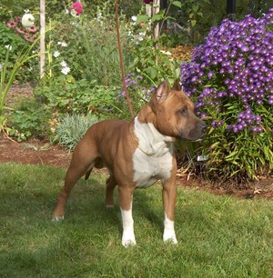 טיפול בטרייר