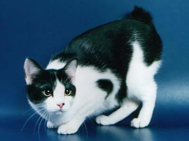 חתול בובטייל קורילי גזעי