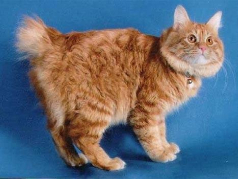 מאפייני גזע הבובטייל