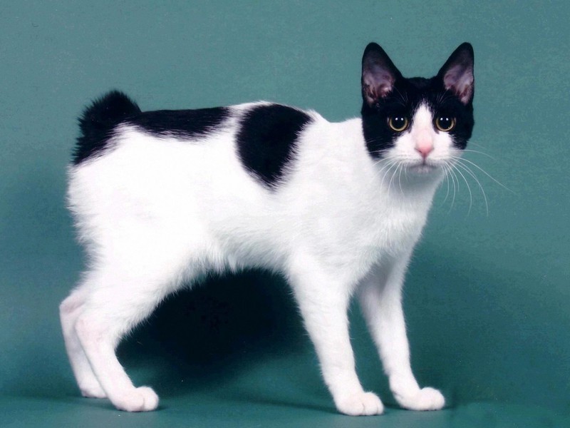 טיפוח הפרווה של בובטייל