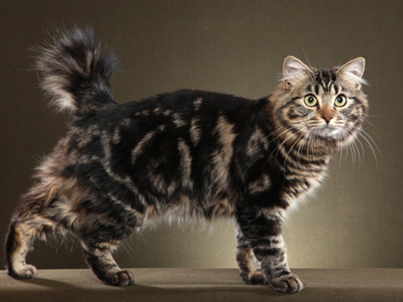 איך נראה חתול בובטייל?