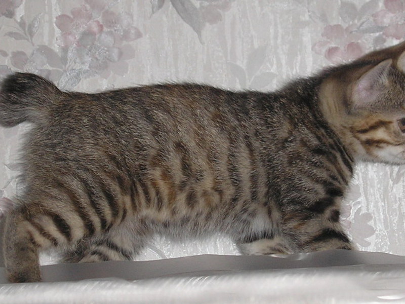 איזה גזע של חתול זה?