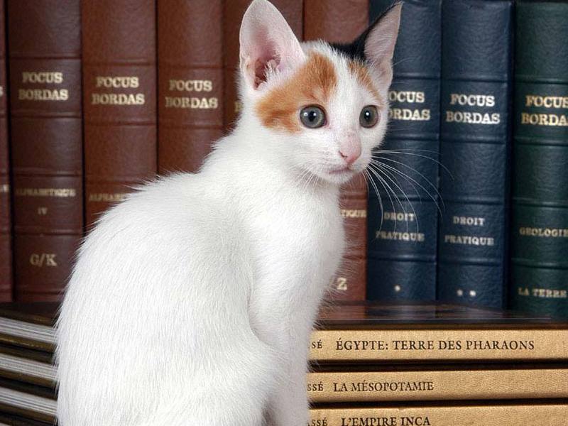 דמותו של בובטייל קוריליאני