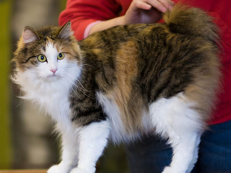 איך להאכיל בובטיילים