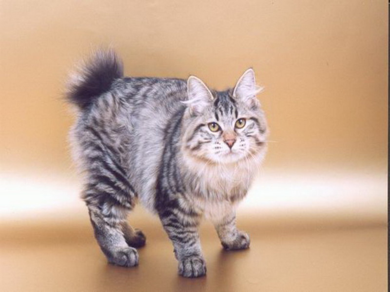 חתולי בובטייל