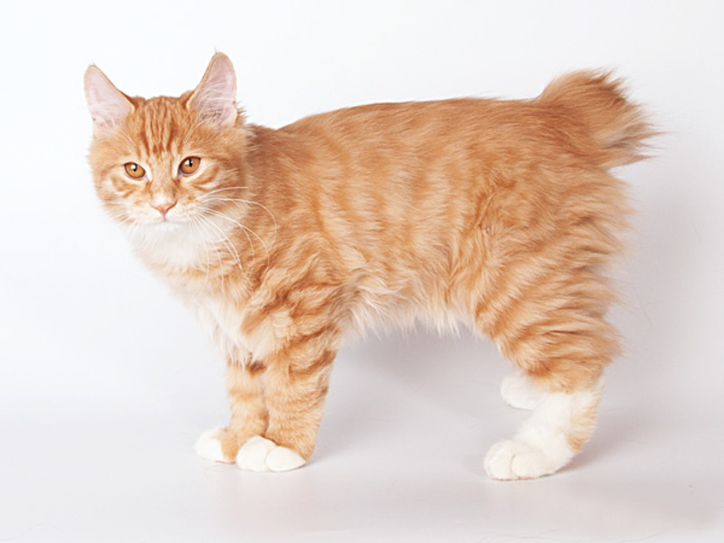 גידול חתולי בובטייל