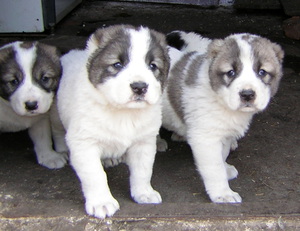 רועה אסייתי: תמונות גזע ואילוף גורים
